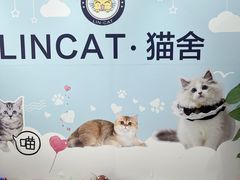 -lincat·猫舍(广州店)