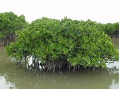 -东寨港红树林旅游区