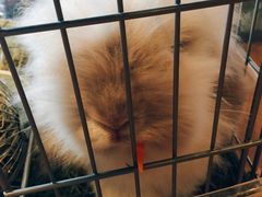 -藦茜花园宠物主题亲子互动体验馆(国顺东路店)