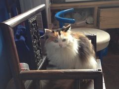 -Anne猫窝咖啡屋