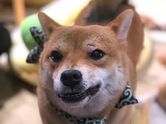 -逗柴咖啡屋·狗咖猫咖宠物桌游