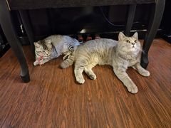 -猫岛主趣味餐厅(鼓浪屿店)