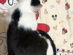 -艾贝尔宠物诊疗