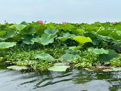 -洪湖生态旅游区