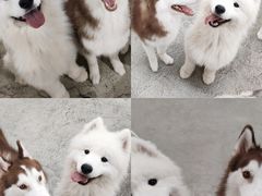 -星多哈·狗咖·拼豆·咖啡