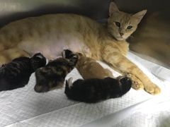 -美联众合动物医院(·中兽医·疑难杂症·严家桥分院)