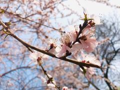 -桃花堤公园