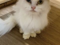 -楼上猫咖(罗湖店)