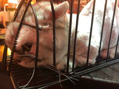 -家有小宠宠物美容(双楠街店)