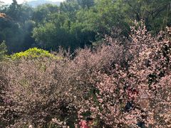 -草庵摩尼教遗址公园