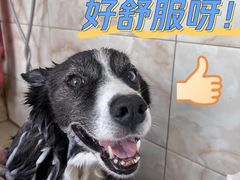 -北京恒爱动物医院(清景园分院)