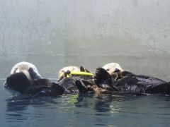 -西雅图水族馆