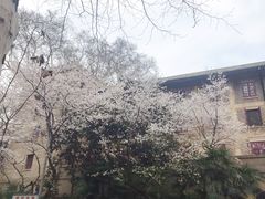 -武汉大学-樱园