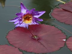 -国家植物园南园