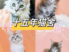 -70cat德文卷毛猫·缅因猫纯种猫舍