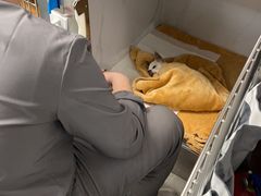 -北京派仕佳德动物医院·超导核磁·CT·神经科·骨科·内外科·急重症管理中心