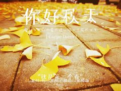 -三里屯东五街银杏大道