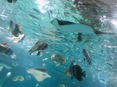 -锦艺城海洋馆