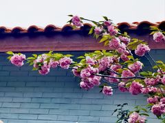 -高东镇樱花园
