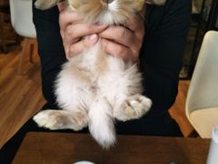 -藦茜花园宠物主题亲子互动体验馆(国顺东路店)