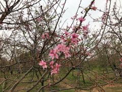 -天适樱花悠乐园