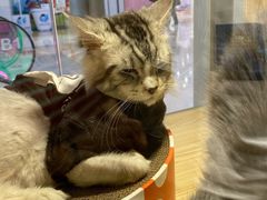 -屋虎猫馆(宝安大仟里店)