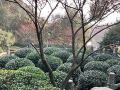 -十八棵（老龙井）御茶园(老龙井店)