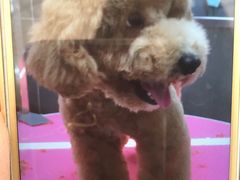 -瑞派·关忠动物医院·猫专科·犬专科(三环新城店)