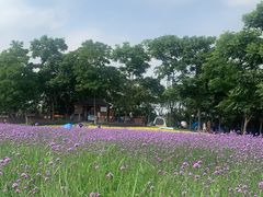 -周浦花海-停车场