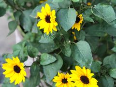 -大隐花事(熊婆婆的花园店)