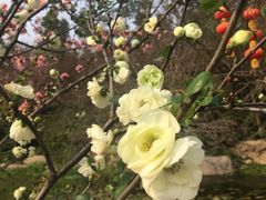 -三圣花乡旅游区