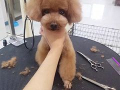 -多卡布奇宠物生活馆(上林世家店)