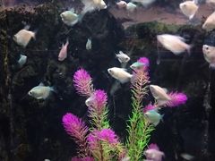 -苏州海洋馆