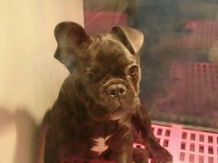 -1013 PET SHOP 宠物商店(近铁城市广场店)