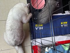 -瑞派康怡24h宠物医院·犬猫医疗中心·微创绝育(瑞景分院)