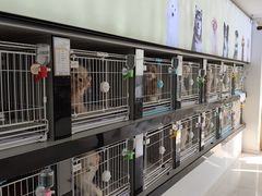 -翊宠yipet猫狗购宠庄园犬舍•猫舍