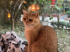 -咖法森林·咖啡  酒吧(天河店)