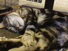 -平行世界·猫咖(首经贸店)