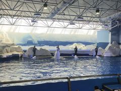 -秦皇岛乐岛海洋王国