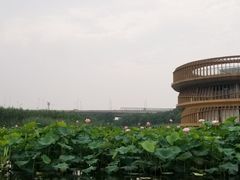 -荷塘月色湿地公园·向阳花洲