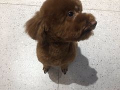 -FAELING PETS美天灵宠物(富力广场店)