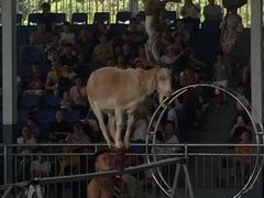 -泉州海丝野生动物世界
