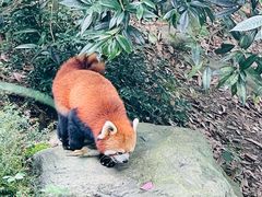 -都江堰中华大熊猫苑