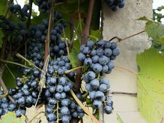 -安德鲁户外烧烤帐篷营地(马泉营店)