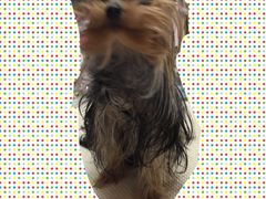 -多卡布奇宠物生活馆(上林世家店)