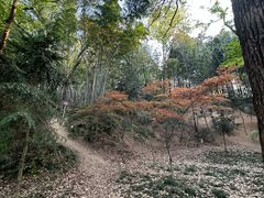 -上海佘山国家森林公园天马山园