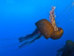 -太平洋海底世界