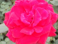 -亚龙湾国际玫瑰谷