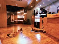 大堂-柴务处·柴犬主题狗咖
