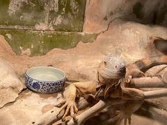 -上海大自然野生昆虫馆(东方明珠·爬宠昆虫探索中心)